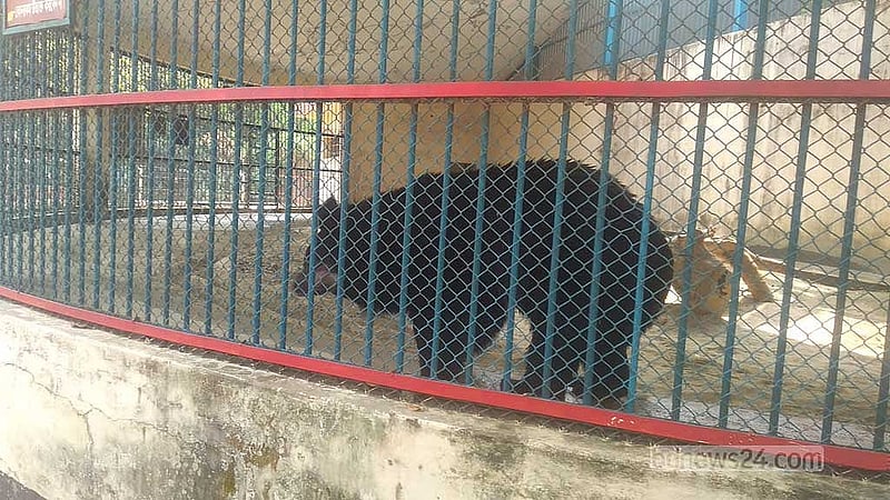 জাতীয় চিড়িয়াখানায় ‘তারা’ নামের ভাল্লুকটিকে এভাবেই জড়োসড়ো হয়ে থাকতে দেখা যায়