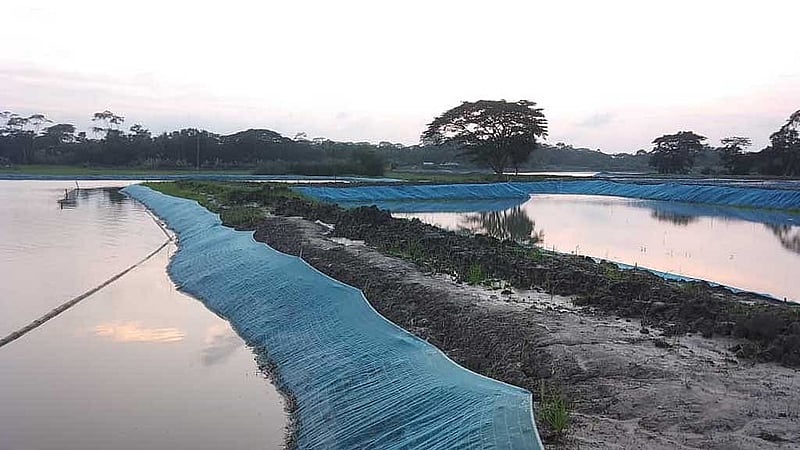 ফসলের জমিতে মাছের ঘের, ভেদরগঞ্জ, শরীয়তপুর।