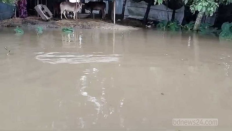 চারদিকে পানি থাকায় গবাদিপশু নিয়ে বিপদের মধ্যে পড়েছেন নেত্রকোণা জেলার বন্যা আক্রান্ত অনেক গ্রামের মানুষ।