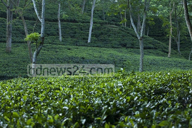 বৃষ্টি আর সবুজ উপভোগ করতে অনেকেই বেড়ানোর জন্য চা বাগানকে বেছে নিয়েছেন।