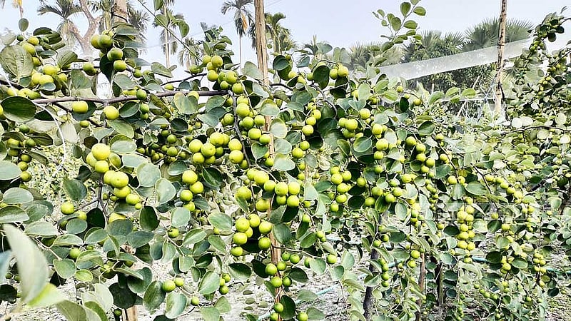 চাষি হোসেনের বাগানে থোকায় থোকায় ঝুলছে বরই। 