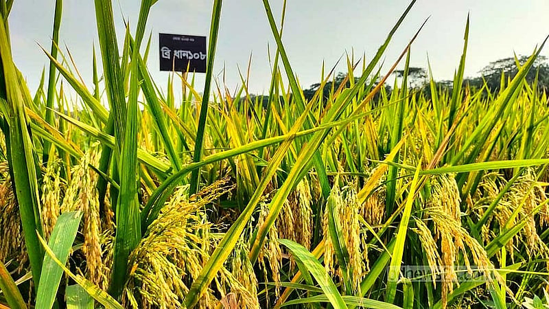 ব্রি-১০৮ ধানগাছ শক্ত হওয়ায় সহজে হেলে পড়ে।