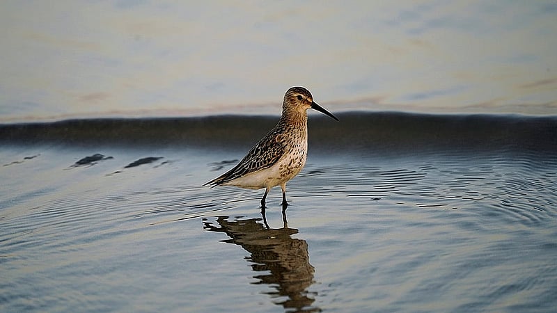 ছবি ১: পিক্সাবে