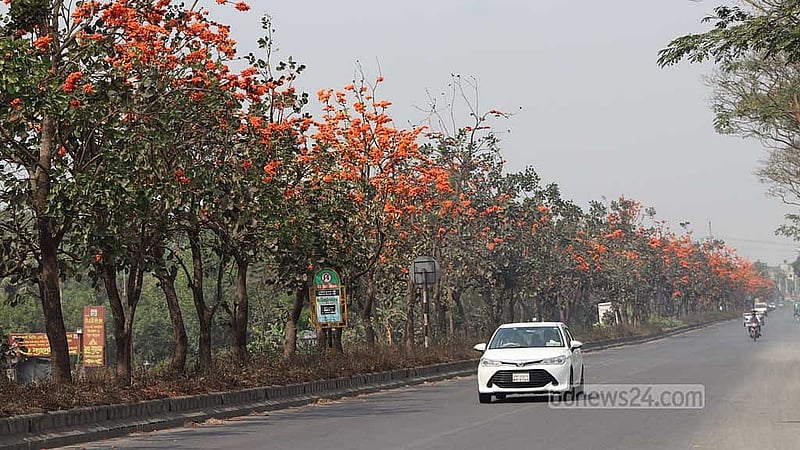 ঢাকা-চট্টগ্রাম মহাসড়কের সড়ক বিভাজকে সারি সারি গাছে ফুটে আছে পলাশ ফুল। 
