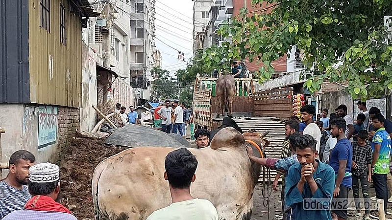উচ্ছেদের পর সাদিক অ্যাগ্রোর খামারে থাকা গরুগুলো সরিয়ে নেওয়া হয় সাভারে প্রতিষ্ঠানটির আরেকটি খামারে।