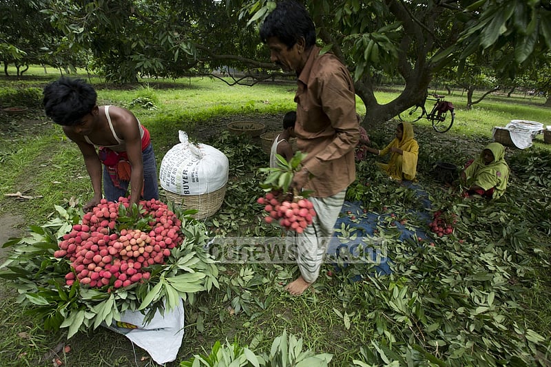লিচুতে মিলেছে উচ্চমাত্রায় কীটনাশকের উপস্থিতি।