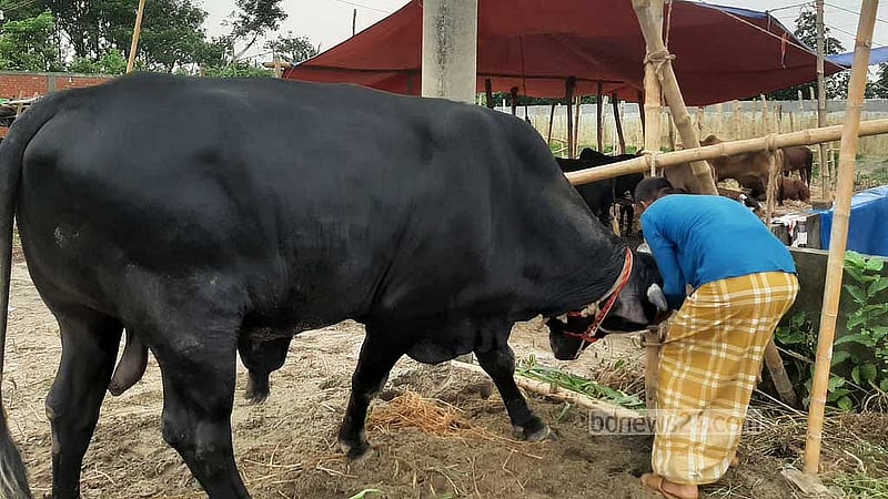 পূর্বাচলেন নীলা মার্কেটে তোলা এই গরুটির দাম বিক্রেতা চাইছেন ১৫ লাখ টাকা।