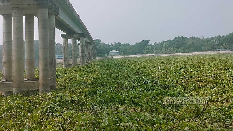 কচুরিপানা জমে থাকা সময়ের ছবি। 