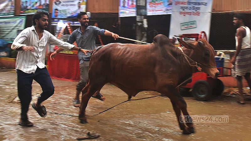 কোরবানির জন্য গরু কিনে বাড়ি ফিরছেন ক্রেতারা।