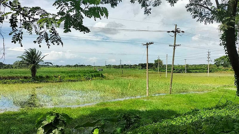 ক্রমবর্ধমান শহরের কারণে প্রতিদিন গ্রামের মৃত্যু ঘটছে বামনশিকড়ে। যেটুকু জমি আছে, সেখানে ধানের পরিবর্তে খামারের গরুর জন্য ঘাসের চাষ করা হচ্ছে।