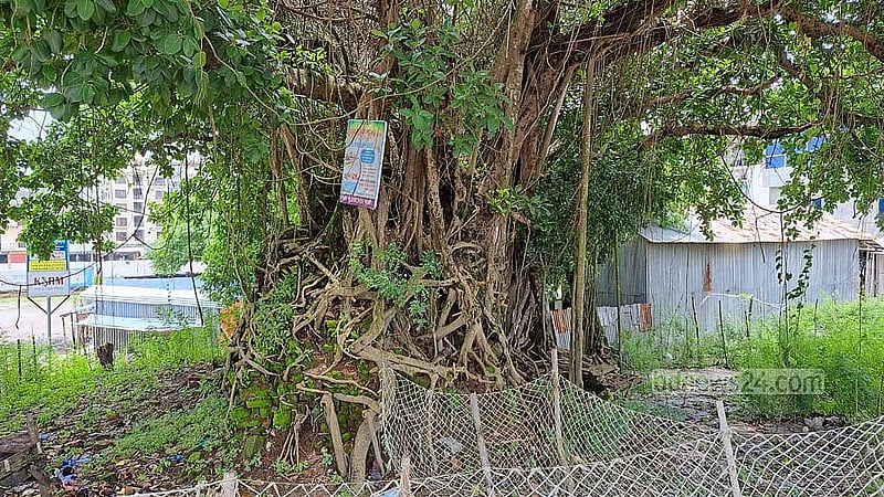 রাখাইনরা বট গাছকে বলে বোধিবৃক্ষ। এই গাছকে দেবতা হিসেবে মানে তারা। যে কোনো রাখাইন পল্লির অবিচ্ছেদ্য অংশ এই গাছের ভেতরে জরাজীর্ণ হয়ে আছে ‘জাদি’।