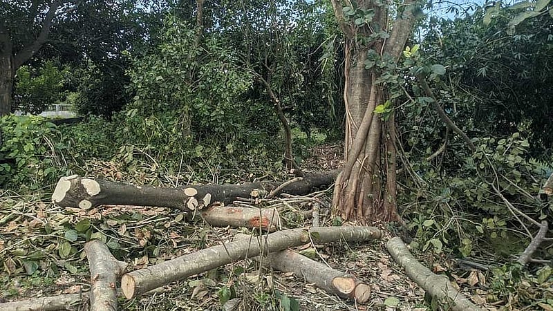 মালপাহাড়িয়াদের সমাধিস্থল দখল করে সব প্রবীণ গাছ কেটে ফেলা হচ্ছে।