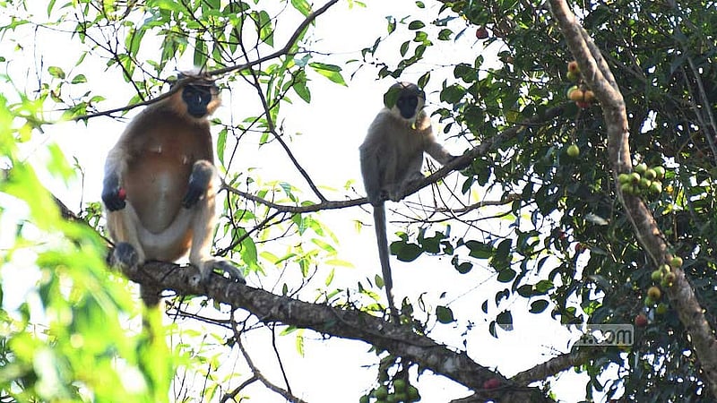 বড় কাঙড়াখাইয়া বনে মুখপোড়া হনুমান।