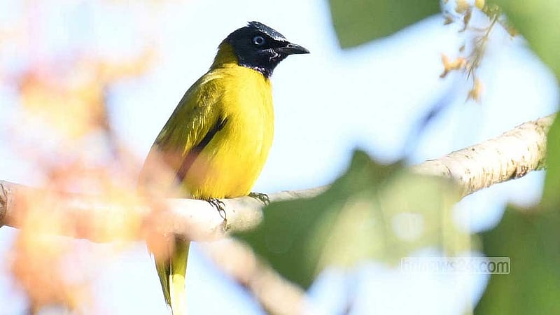 বড় কাঙড়াখাইয়া বনে কালো মাথা বুলবুল। 