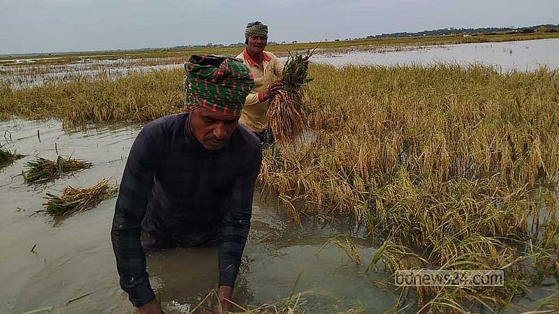 সুনামগঞ্জের শাল্লা উপজেলায় একটি হাওরের ডুবন্ত ধান কাটার চেষ্টা করছেন কৃষক। 