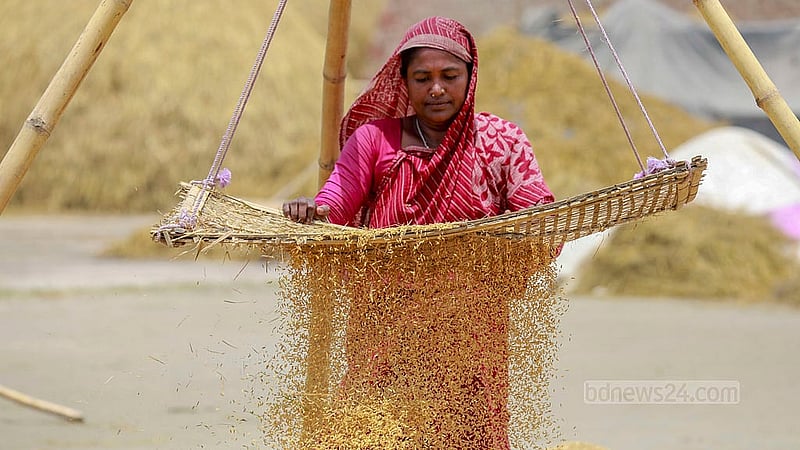 মাড়াই শেষে ধান থেকে ময়লা আর চিটা পরিষ্কার করছেন এক নারী।