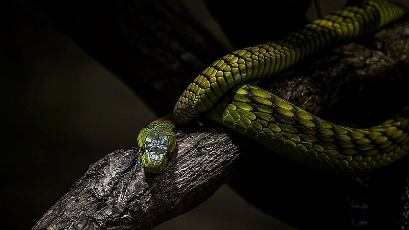 পিক্সাবে