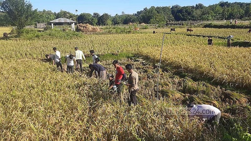 ক্যাপশন- ‘শ্রম বিনিময়’ প্রথায় মাঠে ধান কাটছে পাড়াবাসী।ট্যাগ- বান্দরবান জেলা, চট্টগ্রাম বিভাগ, স্বেচ্ছাশ্রম, শ্রম বিনিময়, লাকচা, পাহাড়, মারমা, নৃ-গোষ্ঠী, আমন ধান, পাহাড়ি রীতি, সামাজিক বন্ধন সুদৃঢ়, কৃষি সম্প্রসারণ অধিদপ্তর, জুমচাষ