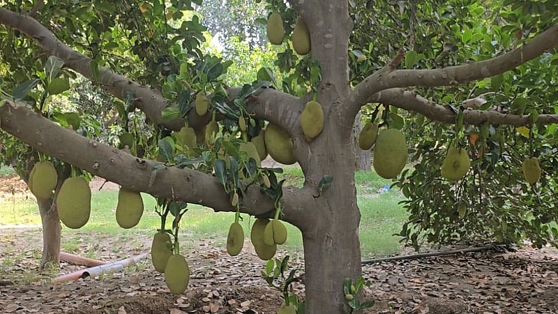 আজ সেই গাছগুলো ফলে ফলে ভরে উঠেছে।