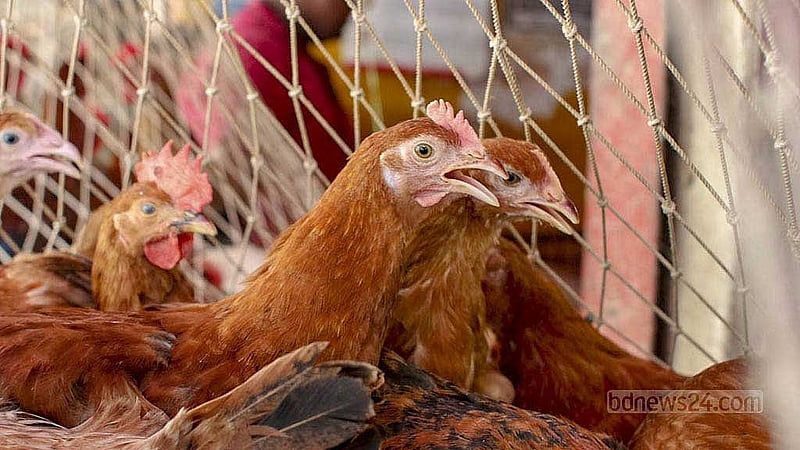সোনালি মুরগির দর কেজিতে ৪০ টাকার মতো কমেছে