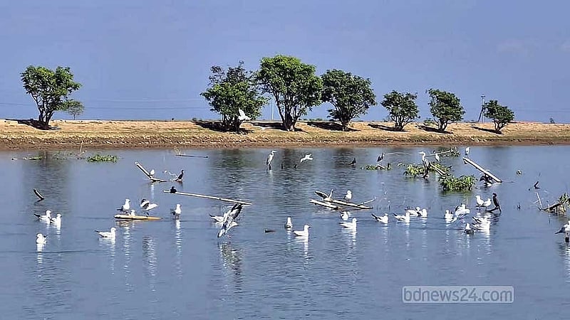 পরিবেশবাদী ও গবেষকরা বলছেন, হাওরে শীত মৌসুমে পরিযায়ী পাখি আসা যথেষ্ট কমে গেছে। 