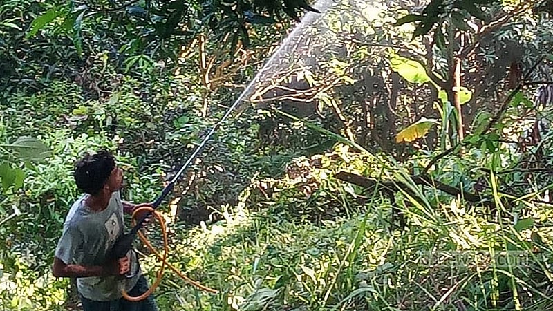 গায়ে কোনো সুরক্ষা ছাড়াই আমের বাগানে কীটনাশক স্প্রে করছেন এক কৃষক।