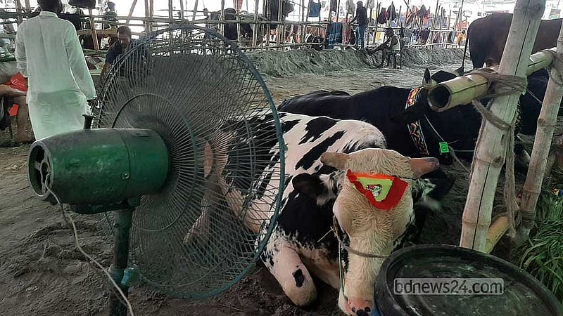 ঢাকার গাবতলী কোরবানির পশুর হাট। বৃহস্পতিবার সেখানে ক্রেতার উপস্থিতি কম দেখা যায়।