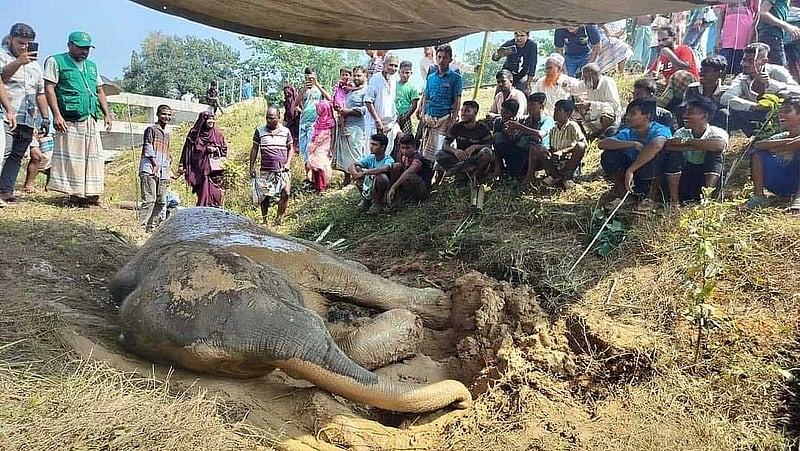 চট্টগ্রামের চুনতি অভয়ারণ্যে রোববার রাতে ট্রেনের ধাক্কায় আহত হয়ে মেরুদণ্ড ও পা ভেঙে গেছে হাতিটির। ভিডিও থেকে নেওয়া ছবি।