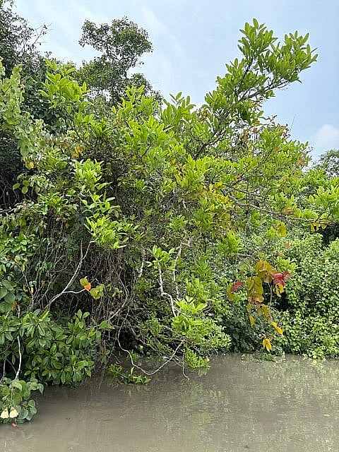 জোয়ার-ভাটা যেন প্রকৃতির এক বিস্ময়। কিছুক্ষণ আগে পানি ছিল কত নিচে আর এখন কত উপরে তা দেখলেই অবাক লাগে। ছবি: লেখক