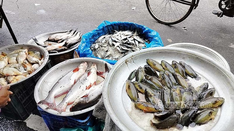 হাওরপারের বাজারগুলোতে এখন দেশি মাছ প্রায় চোখেই পড়ে না; সর্বত্র পুকুরে চাষ করা হাইব্রিড প্রজাতির মাছ।  