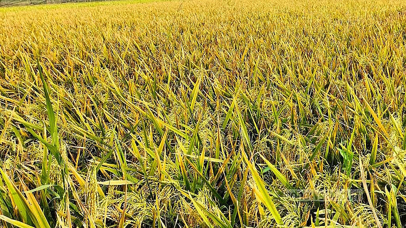 ব্রি-১০৮ ধানে হেক্টরপ্রতি গড়ে প্রায় আট দশমিক সাত টন ফলন পাওয়া যাচ্ছে।