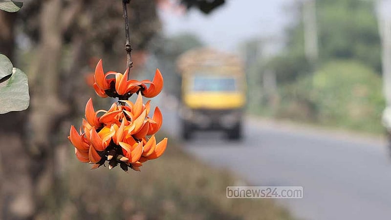 পলাশ বসন্তের ফুল। পাতাহীন উঁচু উঁচু ডালে ফুটে থাকে পলাশ।