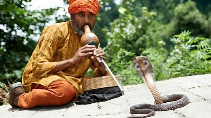 চিকিৎসকরা বলছেন, আধুনিক চিকিৎসা থাকলেও এখনও সাপের দংশনের পর ওঝার কাছে যাওয়ার প্রবণতা বেশি।