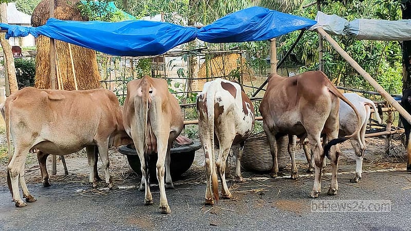 বাড়িঘরে পানি থাকায় নালিতাবাড়ীর সড়কে এসে গবাদিপশু নিয়ে আশ্রয় নিয়েছেন বানভাসিরা।