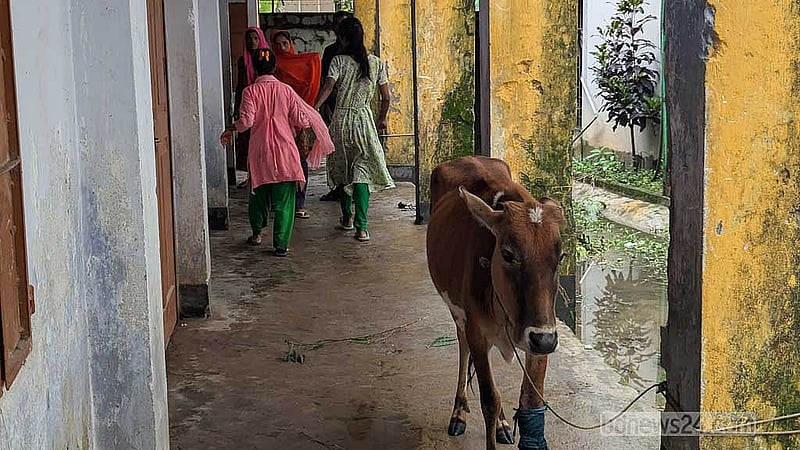সুনামগঞ্জ শহরের ষোলঘর মাদরাসায় আসা বন্যা আক্রান্তদের কেউ কেউ তাদের গবাদিপশু নিয়ে এসেছেন।
