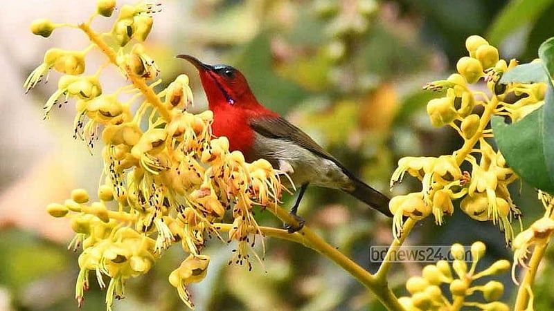 সিঁদুরে মৌটুসি; যা বনে কখনও কখনও দেখা মেলে। 