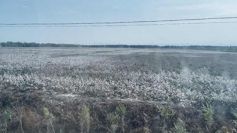 চীনের প্রান্তরে তুলা চাষ, ছবি: লেখক।