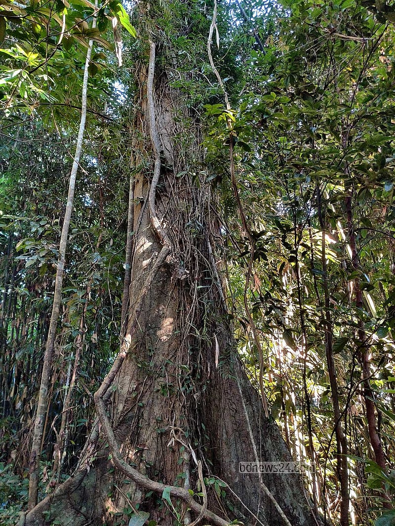 পাড়াবনের ভেতর দীর্ঘ লম্বা কয়েকটি গাছ; যার বয়স ৭০ থেকে ৮০ বছর হবে (গাছের বয়স কারবারি দেওয়ার হিসাবে। গাছের নাম জানা যায়নি।)