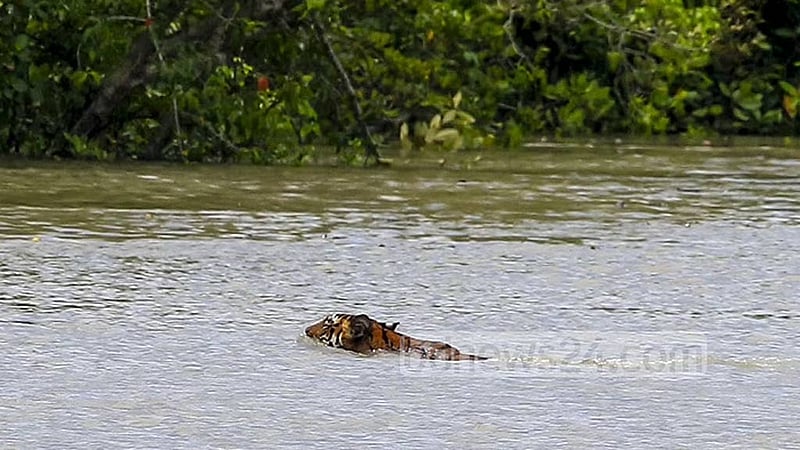 সুন্দরবনে খাল পার হচ্ছে বাঘ। ফাইল ছবি