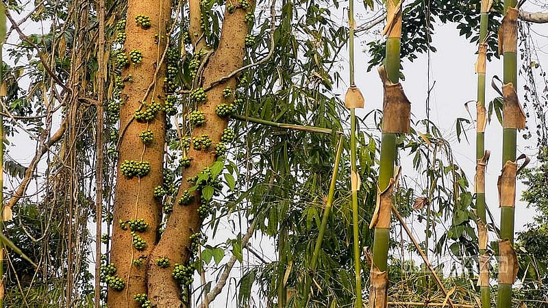 বড় কাঙড়াখাইয়া বনের ভেতরের বৃক্ষরাজি।