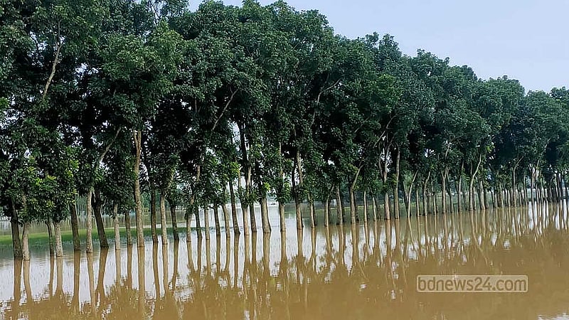 শেরপুরের গাজীরখামার এলাকায় সড়ক ও ধান ক্ষেত ডুবে একাকার হয়ে গেছে।