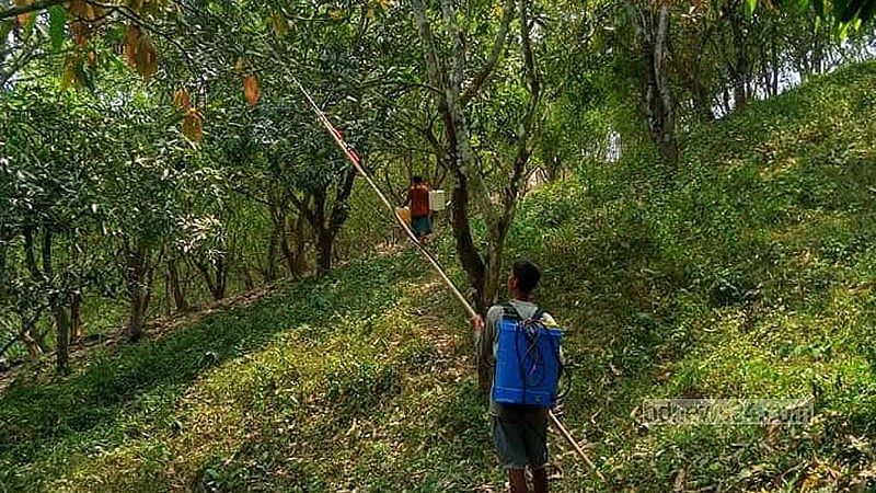 গায়ে কোনো সুরক্ষা ছাড়াই আমের বাগানে কীটনাশক স্প্রে করছেন এক কৃষক।