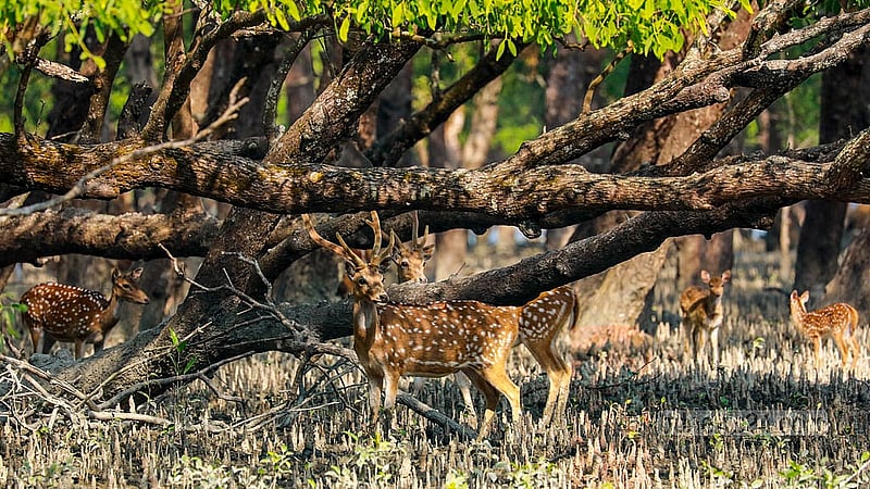 সুন্দরবনের শরণখোলা রেঞ্জের কটকা অভয়ারণ্যে চিত্রা হরিণের দল। ছবি: মুস্তাফিজ মামুন