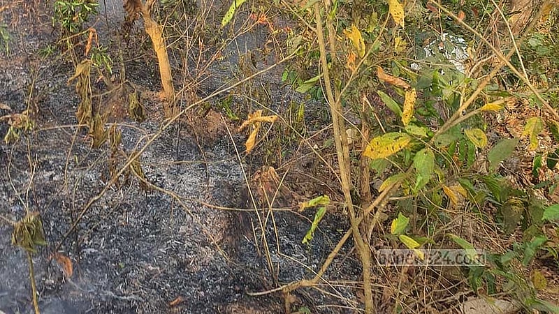 আগুনে প্রায় আড়াই একর বনাঞ্চল পুড়ে গেছে। 