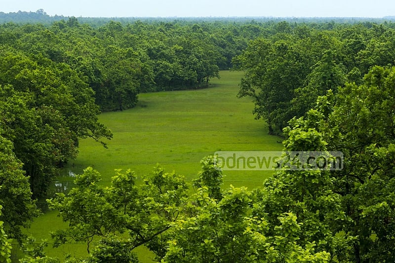 ওয়াচ টাওয়ার থেকে দেখা গাজীপুরের ভাওয়াল জাতীয় উদ্যান। ছবি: মুস্তাফিজ মামুন