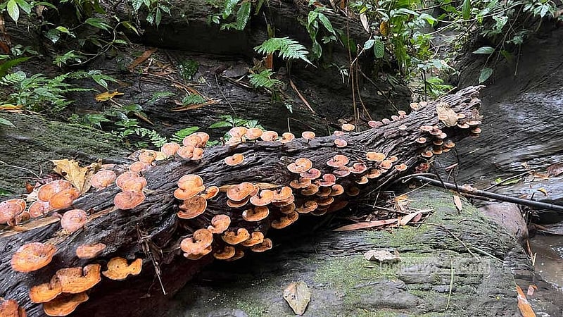 বড় কাঙড়াখাইয়া বনে প্রাকৃতিক ঝিরি। 