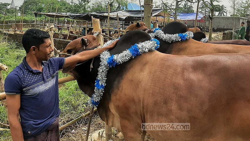 এখানে একটি গরুর নাম আশা, একটির নাম ভরসা। বিক্রেতা দাম চাইছেন ৪ লাখ করে আট লাখ টাকা। ৬ লাখ ১৫ হাজার টাকা দাম ওঠার পরও বিক্রি করেননি তিনি।