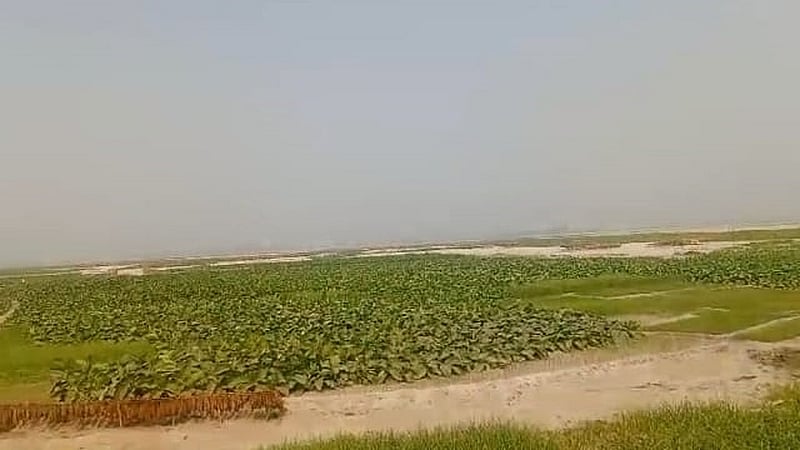 একসময়ের প্রমত্তা নদী এখন শুষ্ক মৌসুমে বিস্তীর্ণ চরভূমিতে পরিণত হয়। রংপুরের তিস্তা অববাহিকার গংগাচরা উপজেলার চরের গ্রামগুলোর মানুষ শুকিয়ে আসা নদীর বুকে তখন তামাক চাষ করেন। ছবি: মীর রবি