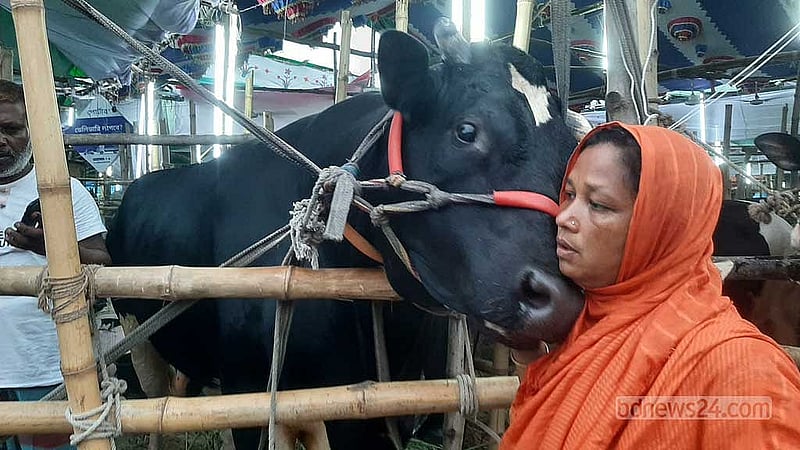 গাবতলীর হাটের বিক্রেরা রমিসা বেগম ও তার গরুর মধ্যে হৃদ্যতার সম্পর্ক বিস্মিত করেছে ক্রেতাদের।