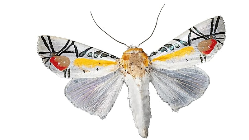 পিকাসো মথ, ছবি: স্মিথসোনিয়ান ম্যাগাজিন।
